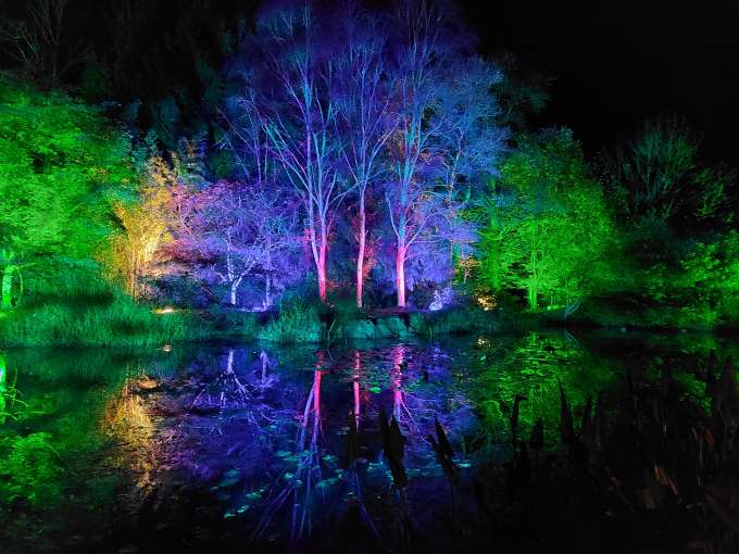 RHS Rosemoor Glow