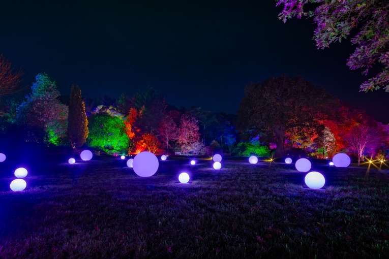 RHS Rosemoor Glow