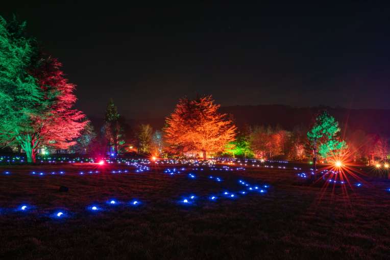 RHS Rosemoor Glow
