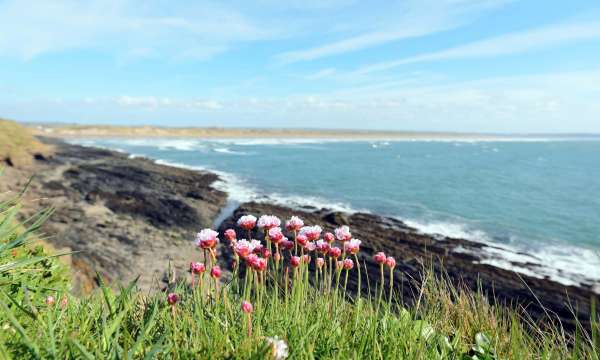 Flowers Overlooking Saunton Sands Beach North Devon