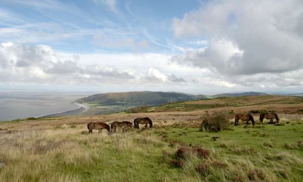 Exmoor ponies on porlock, exmoor