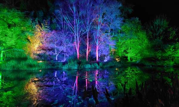 RHS Rosemoor Glow