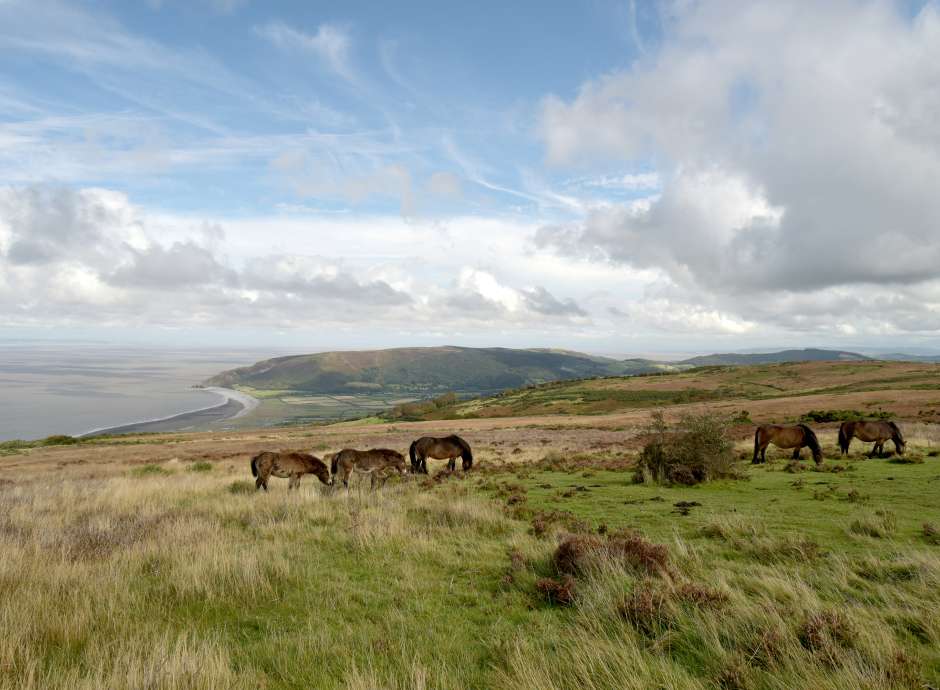 Exmoor ponies on porlock, exmoor