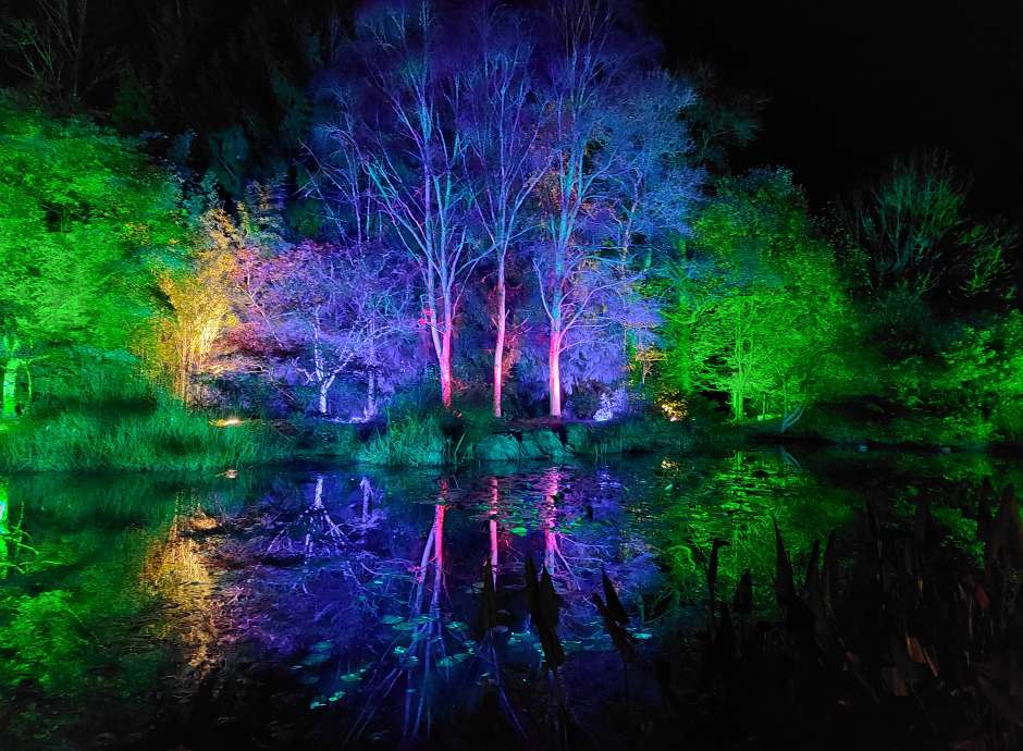 RHS Rosemoor Glow
