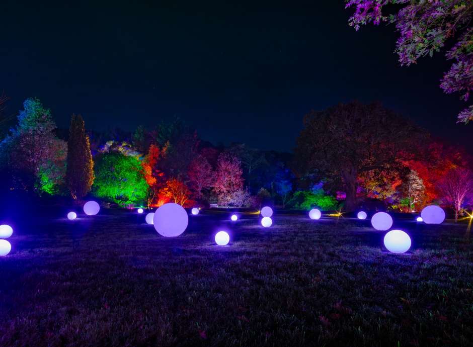 RHS Rosemoor Glow