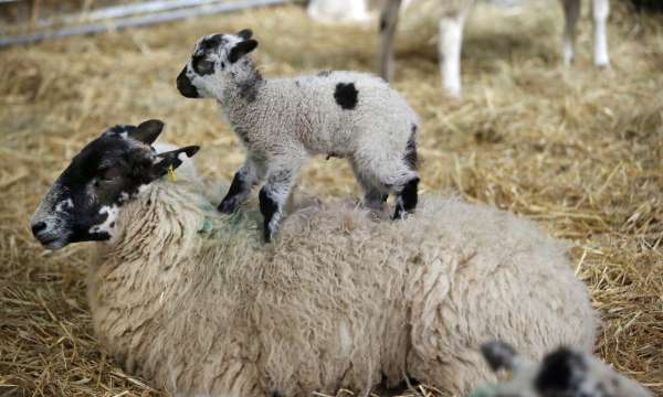 lamb on the back of a sheep