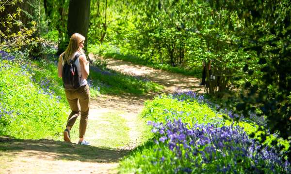 Lady walking in woods with bluebells