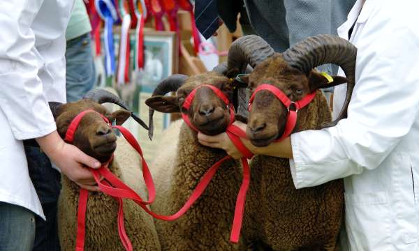 Devon County Show