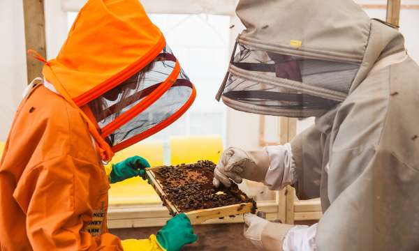 Quince Honey Farm, North Devon