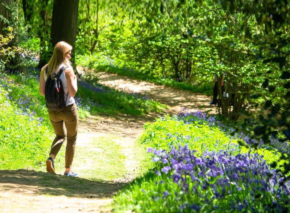 Lady walking in woods with bluebells